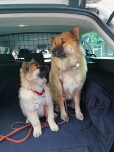 Klein Delilah übt autofahren